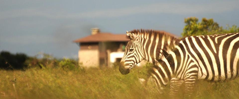 Ol Pejeta Holiday Villas Nanyuki Kültér fotó