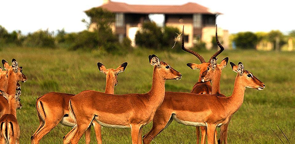 Ol Pejeta Holiday Villas Nanyuki Kültér fotó