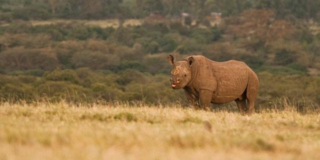 Ol Pejeta Holiday Villas Nanyuki Kültér fotó